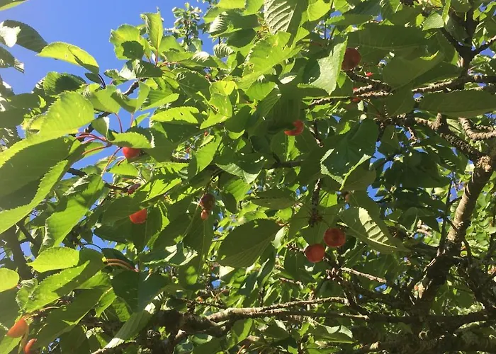 Il Rustico 4* 세스트리레반떼