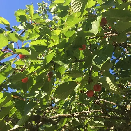 Il Rustico 4* Sestri Levante
